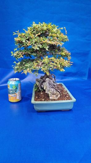 Chinese Elm Bonsai