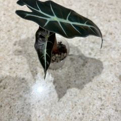 Baby Alocasia Polly