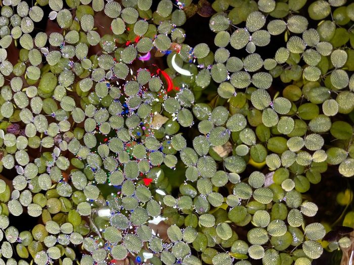 salvinia minima