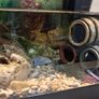 goldfish Image 3
