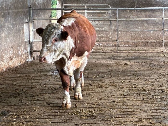 Hereford bull organic