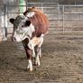Hereford bull organic Image 3