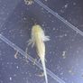 Premium Axolotl Juveniles Image 4