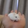 hamster Image 3