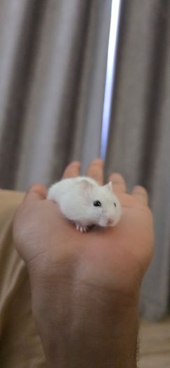 hamster