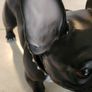 Caseys - Kare Design Black Bulldog Image 6