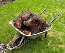 Tree stumps