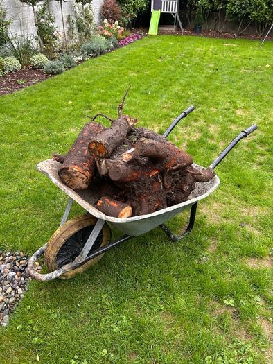 Tree stumps