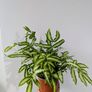 Silver Ribbon Fern Plant Image 3