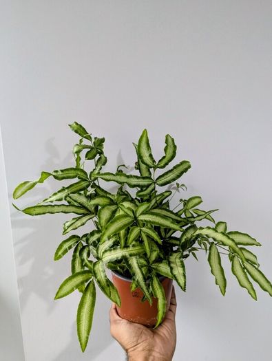 Silver Ribbon Fern Plant