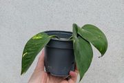 pothos
