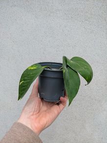 pothos