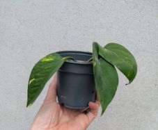 pothos