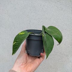 pothos