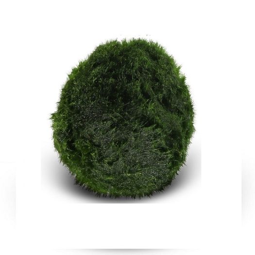 Cladophora 4-5cm - 10pcs (live Moss)