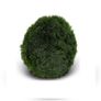 Cladophora 4-5cm - 10pcs (live Moss) Image 5