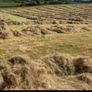 Square bales hay Image 2