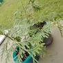 Plant Image 2
