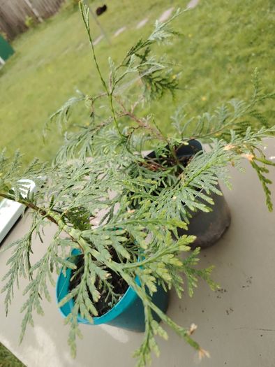 Plant