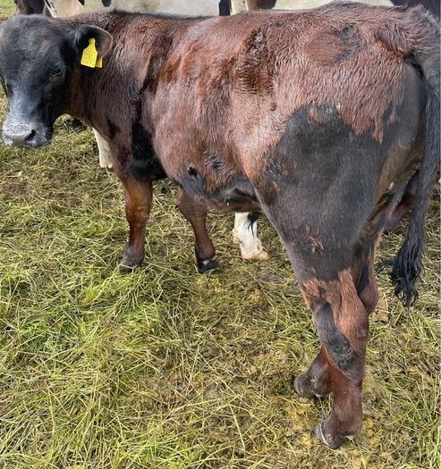 10 smashing AA bull weanlings