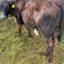 10 smashing AA bull weanlings Image 5