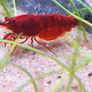 Shrimp and moss Image 10