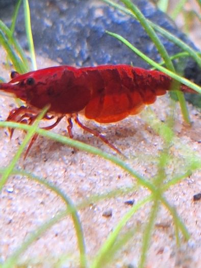 Shrimp and moss