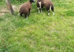Ewe lamb organic