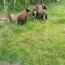 Ewe lamb organic Image 3