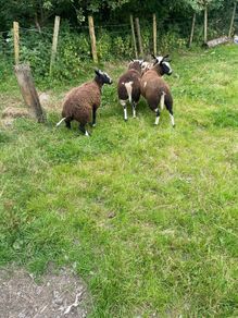 Ewe lamb organic