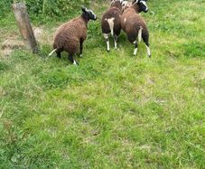 Ewe lamb organic