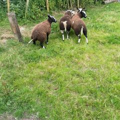 Ewe lamb organic