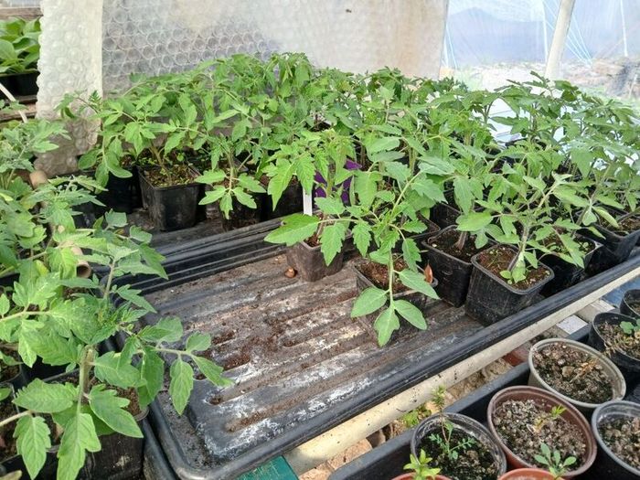 Tomato Plants