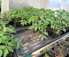 Tomato Plants