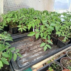 Tomato Plants