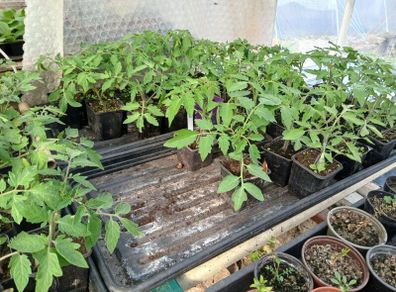 Tomato Plants