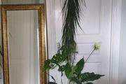 tall Madagascar Dragon Tree (Dracaena marginata), monstera, Peace Lily plant in the black  plastic pot container
