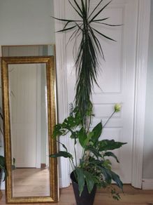 tall Madagascar Dragon Tree (Dracaena marginata), monstera, Peace Lily plant in the black  plastic pot container