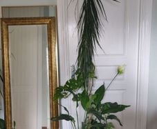 tall Madagascar Dragon Tree (Dracaena marginata), monstera, Peace Lily plant in the black  plastic pot container