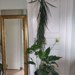 tall Madagascar Dragon Tree (Dracaena marginata), monstera, Peace Lily plant in the black  plastic pot container