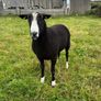 Pure breed Zwarble Image 2