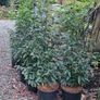 4ft Portuguese laurel hedging Image 3