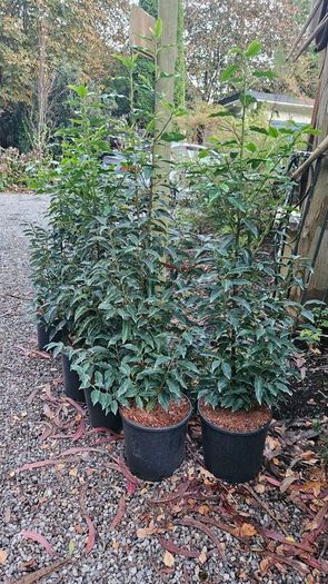 4ft Portuguese laurel hedging