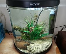 Boyu fish tank