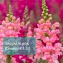 Snapdragon seeds from 1.00 euro per pack Image 5