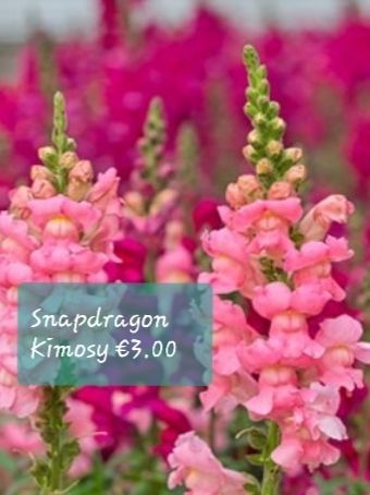 Snapdragon seeds from 1.00 euro per pack