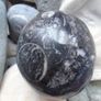 Orthoceras,Fossils,Crystals, Image 6