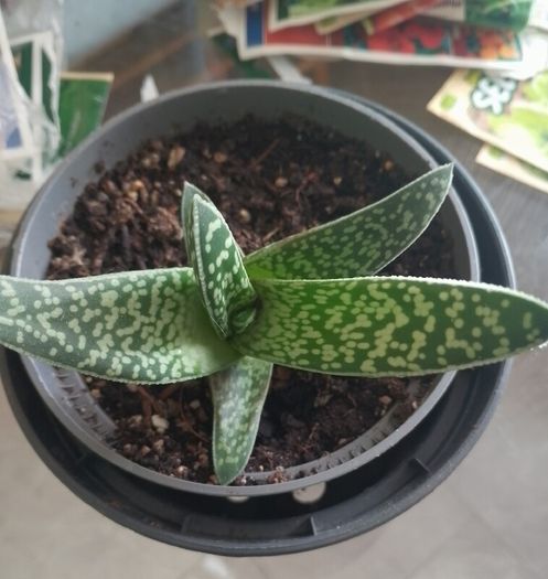 Gasteria