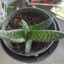 Gasteria Image 2
