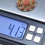 Antique Chinese Export 18ct Gold Carved Coral Brooch | Possibly Late Qing / Early Republic | Tested Image 4